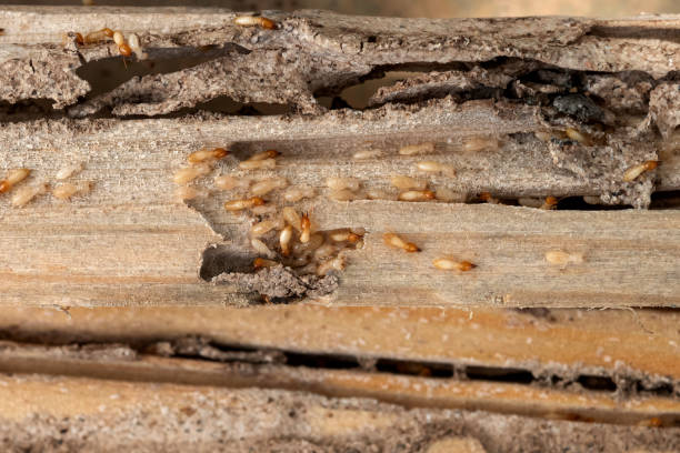 Best Pest Control for Restaurants  in Keeler Farm, NM